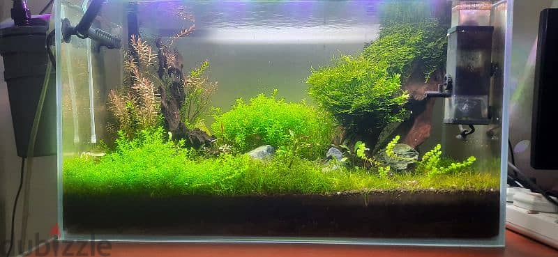 Planted aquarium 0