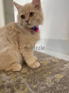 TURKISH ANGORA CAT for sale with accesserios and food