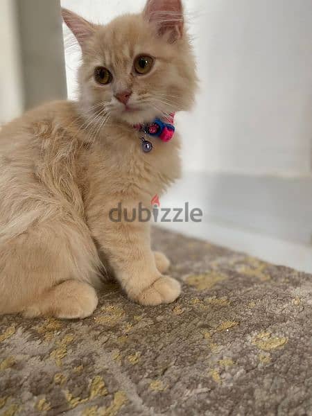 TURKISH ANGORA CAT for sale with accesserios and food 0
