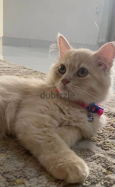 TURKISH ANGORA CAT for sale with accesserios and food 1