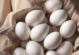 Farm Organic eggs