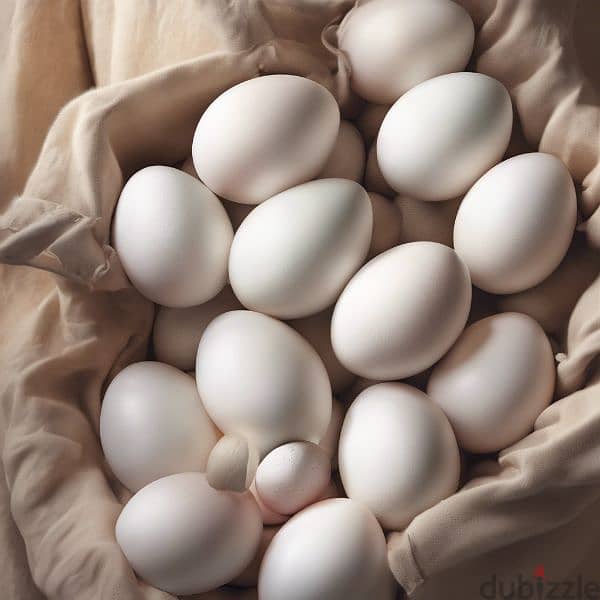 Organic Eggs 0