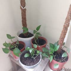 5 money plants,empty pots and half bag compost