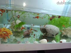 guppy fish available very nice colour available
