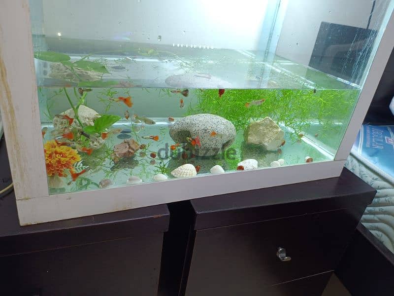 guppy fish available very nice colour available 2