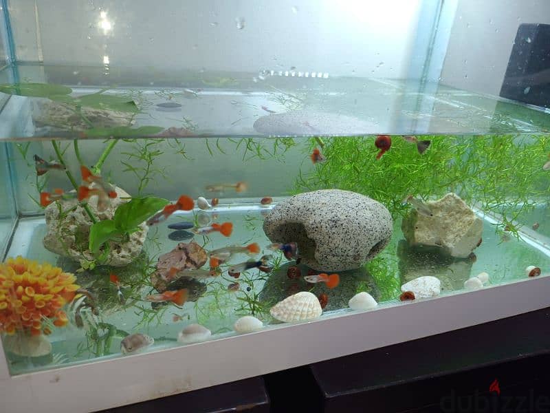 guppy fish available very nice colour available 3