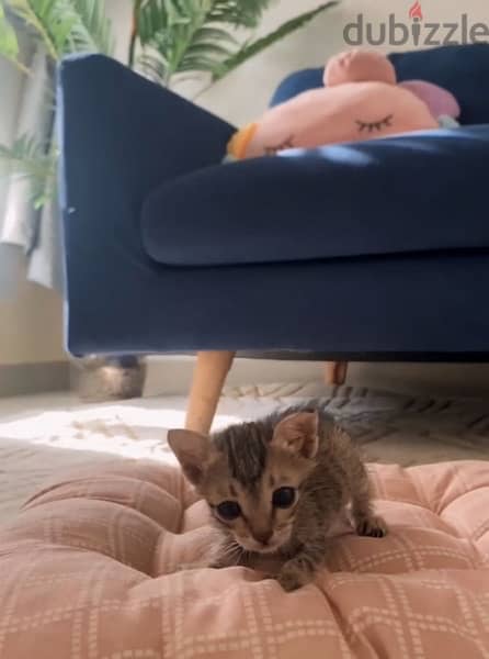 kitten adoption 0