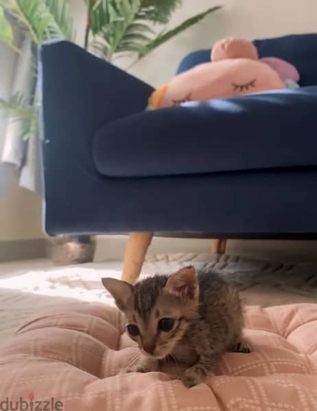 kitten adoption 1