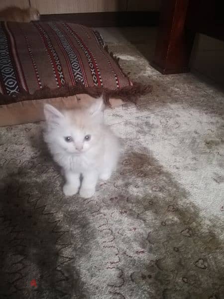 Pure Persian Kittens 4 Kittens Age 1 Month & 2 Weeks Neat n Clean 3