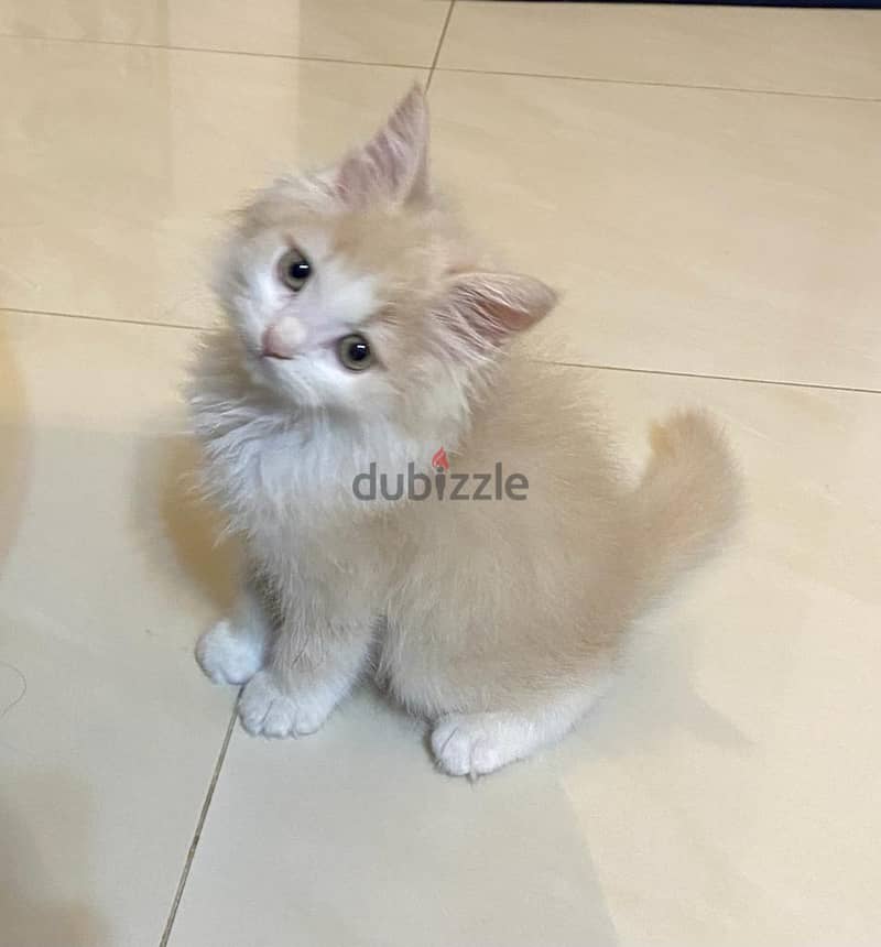 Pure Persian Kittens age 2 Months Very Cute Neat n Clean 79146789 3