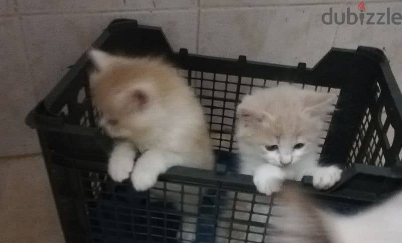 Pure Persian Kittens age 2 Months Very Cute Neat n Clean 79146789 5