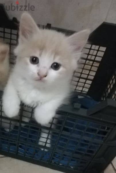 Pure Persian Kittens age 2 Months Very Cute Neat n Clean 79146789 6