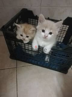 Pure Persian Kittens 4 Kittens Age 1 Month & 2 Weeks Neat n Clean