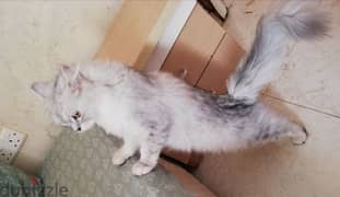 Pure Persian Male and Female Cats Age 1 Year 5 Months Very Healthy