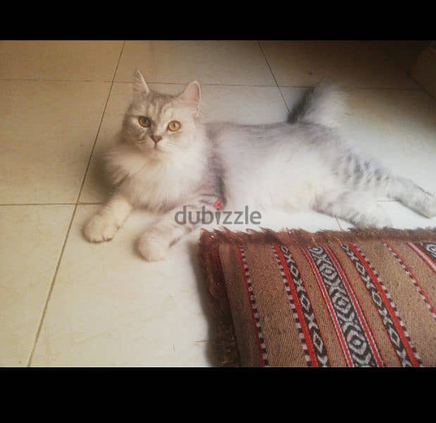 Pure Persian Male and Female Cats Age 1 Year 5 Months Very Healthy 1