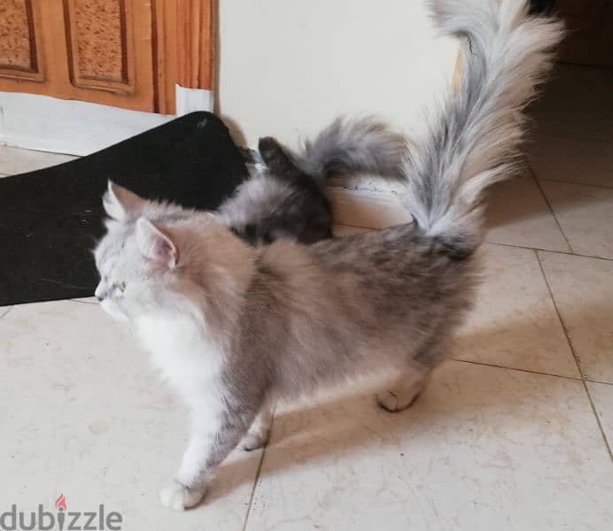 Pure Persian Male and Female Cats Age 1 Year 5 Months Very Healthy 2