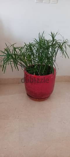 Plant in a large pot