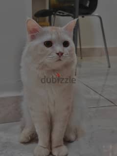 Turkish angora cat for adoption
