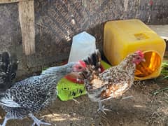 دجاج محلي بياض و بولش الأسباني وباكستاني, Spanish Pakistani chickens
