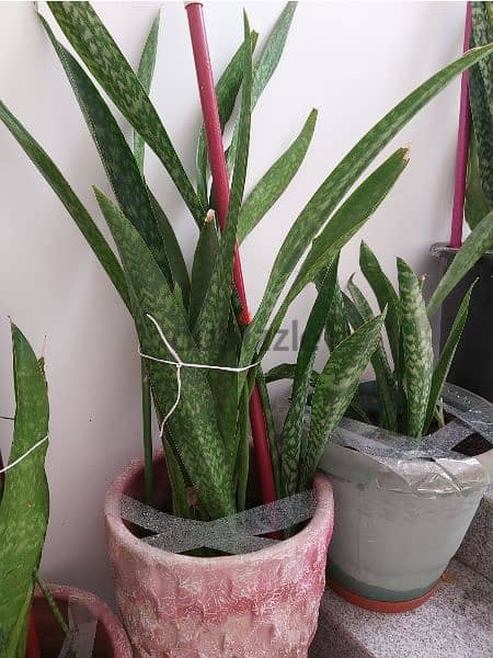 PLANTS WITH POTS FOR SALE 1