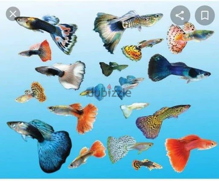 guppy fish available very nice looking good color 0