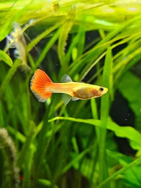 guppy fish available very nice looking good color 1