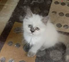 For sale: 1 month old Persian kitten