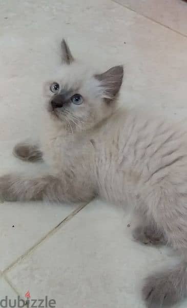 For sale: 1 month old Persian kitten 1