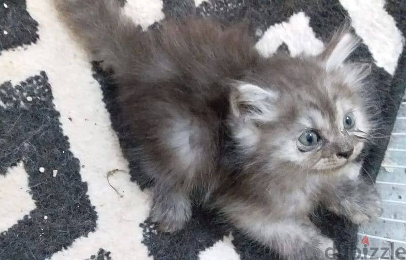 For sale: 1 month old Persian kitten 2
