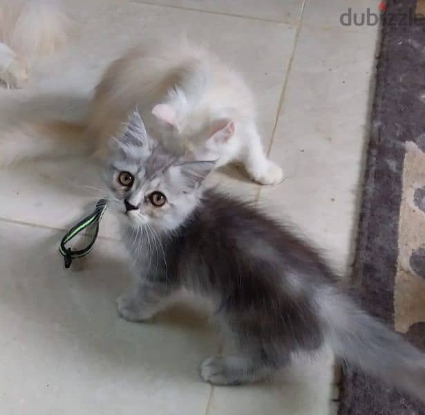 For sale: 1 month old Persian kitten 3