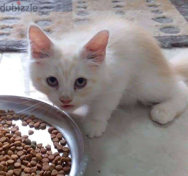 For sale: 1 month old Persian kitten 4