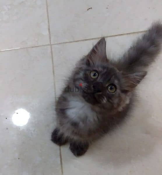 For sale: 1 month old Persian kitten 5