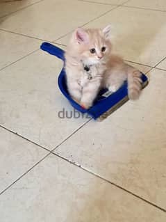 Cute Pure Persian Kittens Age 1.5 Months Very Playful whatsap 79146789 0