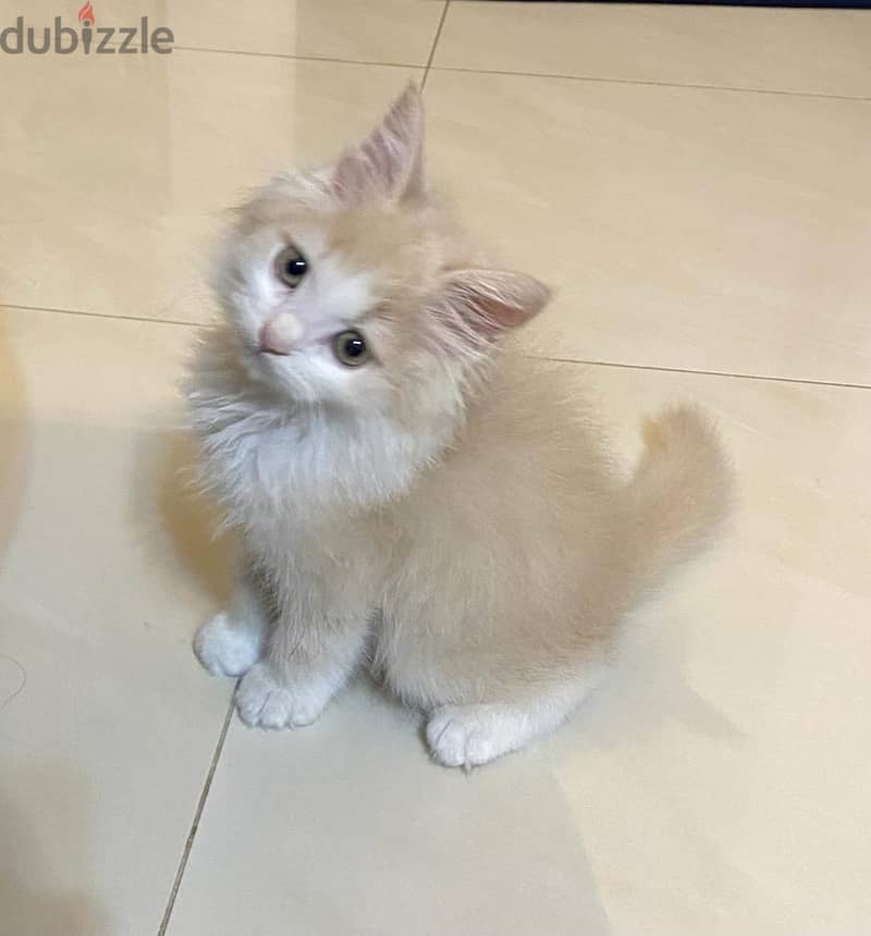 Cute Pure Persian Kittens Age 1.5 Months Very Playful whatsap 79146789 2