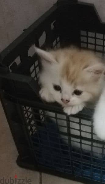 Cute Pure Persian Kittens Age 1.5 Months Very Playful whatsap 79146789 5