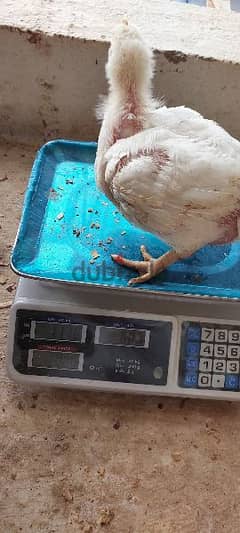 دجاج لاحم للبيع وزن 1000-1300