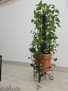indoor money plant