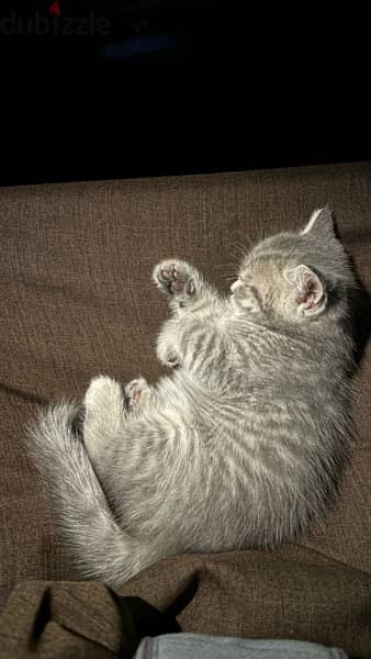 British shorthair cat 3