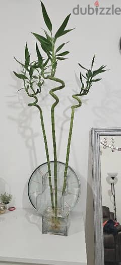 XL lucky bamboo with glass vase