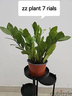 indoor plants for plant lovers