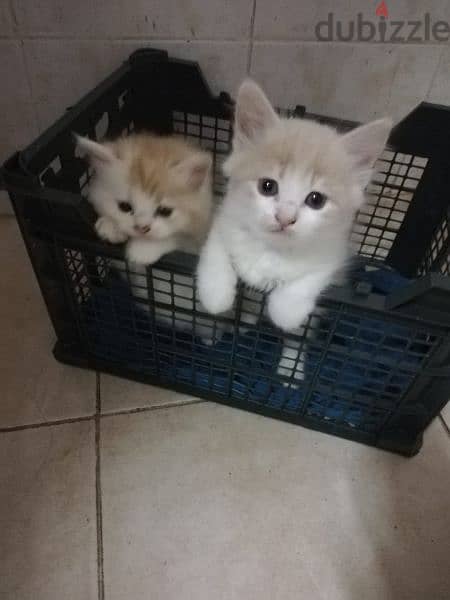 Persian Kittens age 2 Month each 45 Riyal Pair 80 Riyal  cal 79146789 1