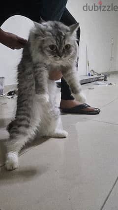 Female persian cat for sale