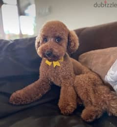 two toy poodle one year and half old golden brown  what’s me77373122