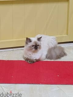 Raghdol frmalel kitten for sale