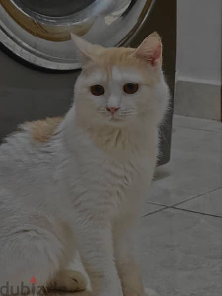 male cat for adoption 1