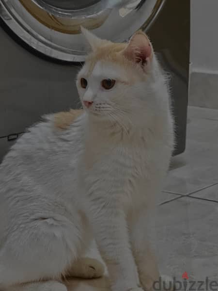 male cat for adoption 3