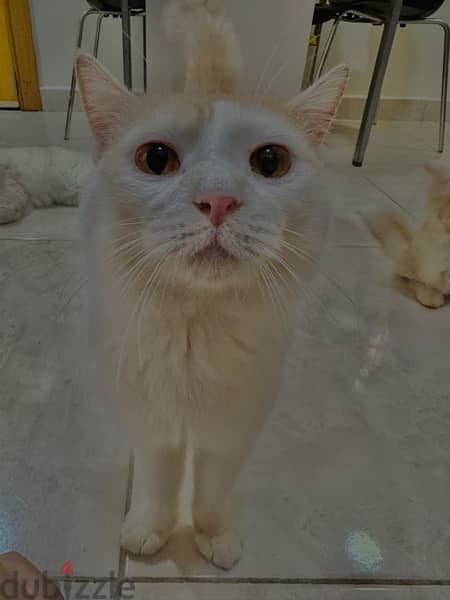 male cat for adoption 5