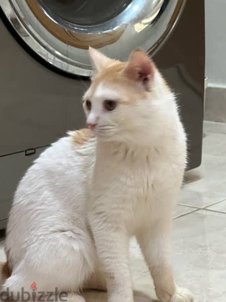 male cat for adoption 6