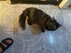 cats sell both very friendly one sherazi male and female turkish