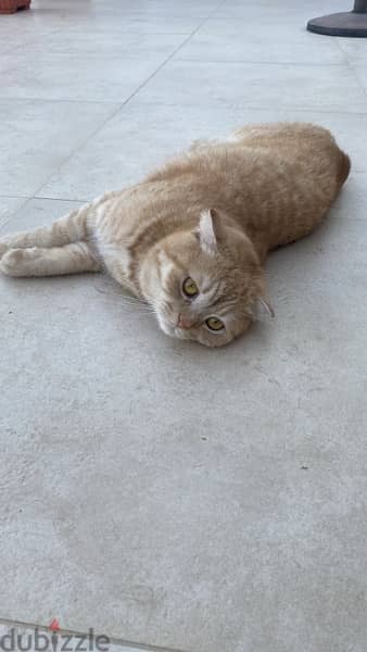 Scottish Fold + Turkish cat 1